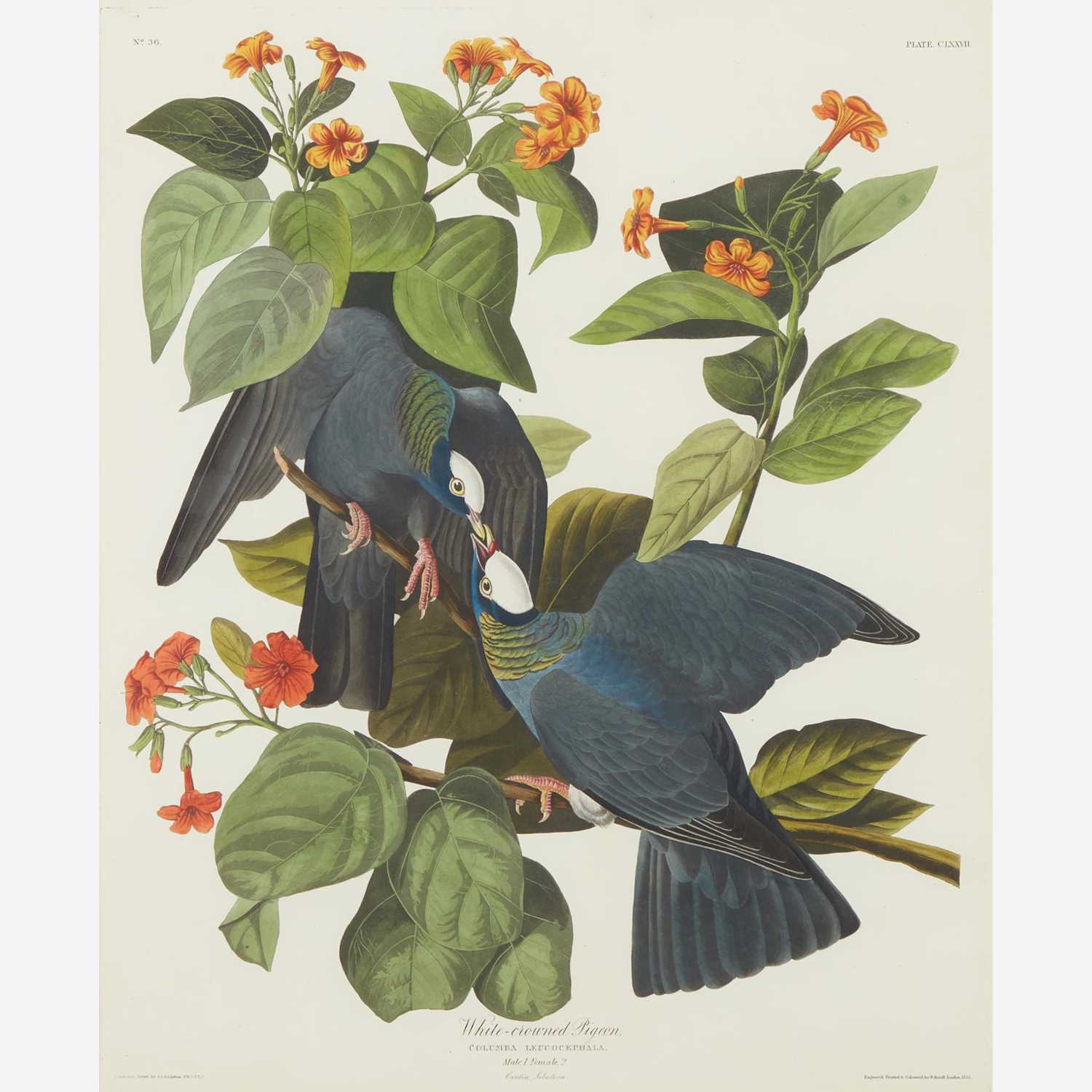 Lot 117 - [Prints] Audubon, J(ohn). J(ames).