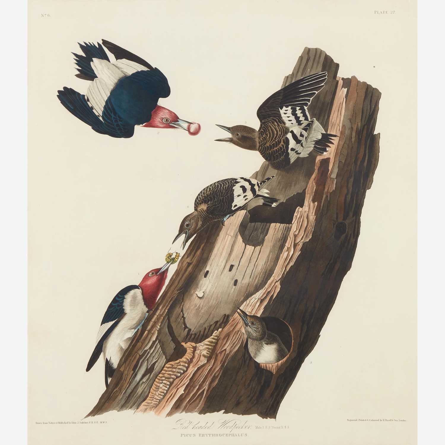 Lot 116 - [Prints] Audubon, John James