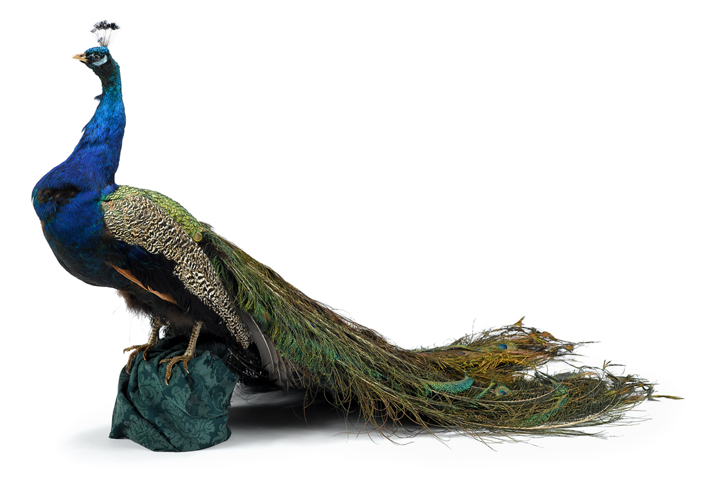 Lot 238 - Victorian taxidermy peacock