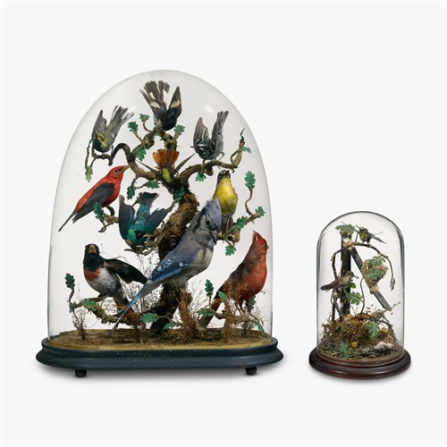 Lot 151 - Two taxidermy bird groups under glass domes
